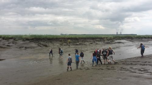 Bezoekers volgen de excursie door het Verdronken Land van Saeftinghe met een gids (gemaakt door Provincie Zeeland)