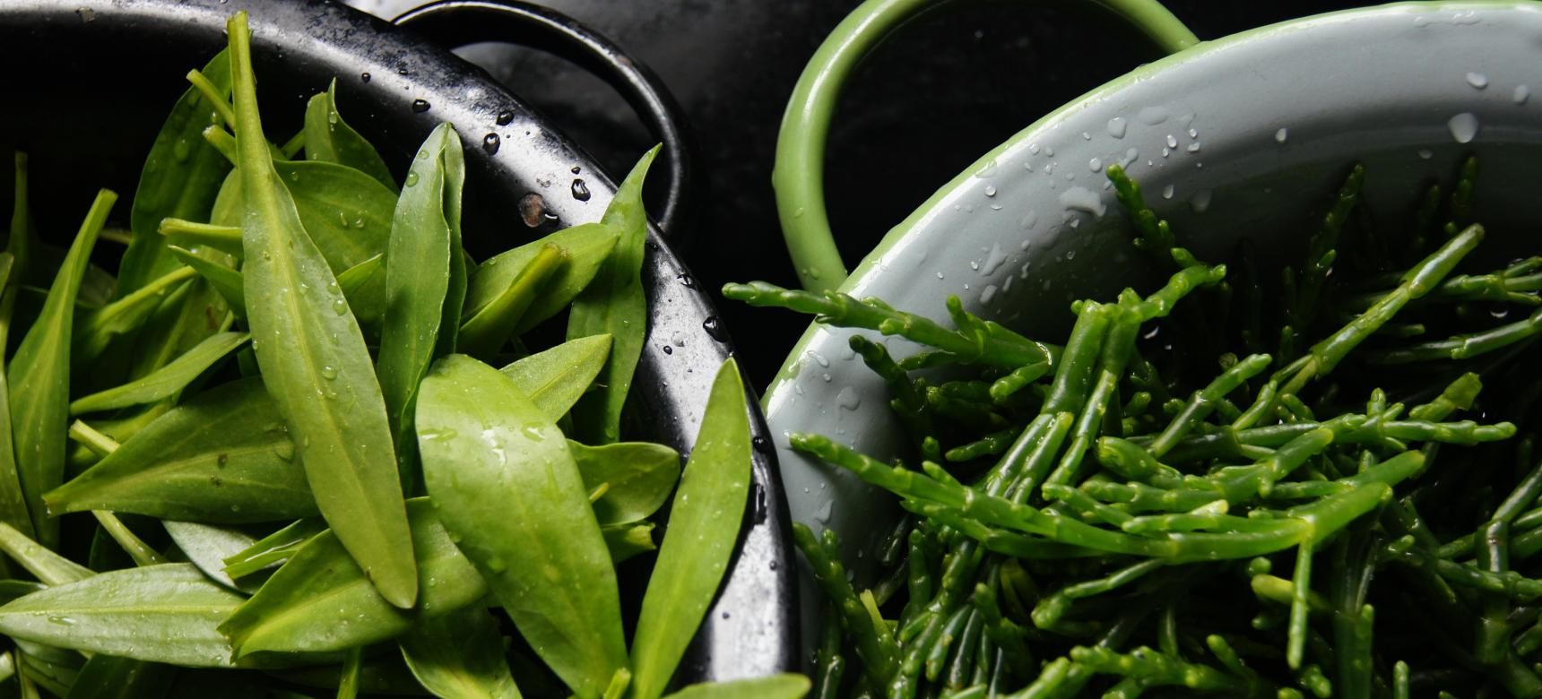 Zweek zilte groenten - Beeldbank Laat Zeeland Zien gemaakt door Ria Overbeeke