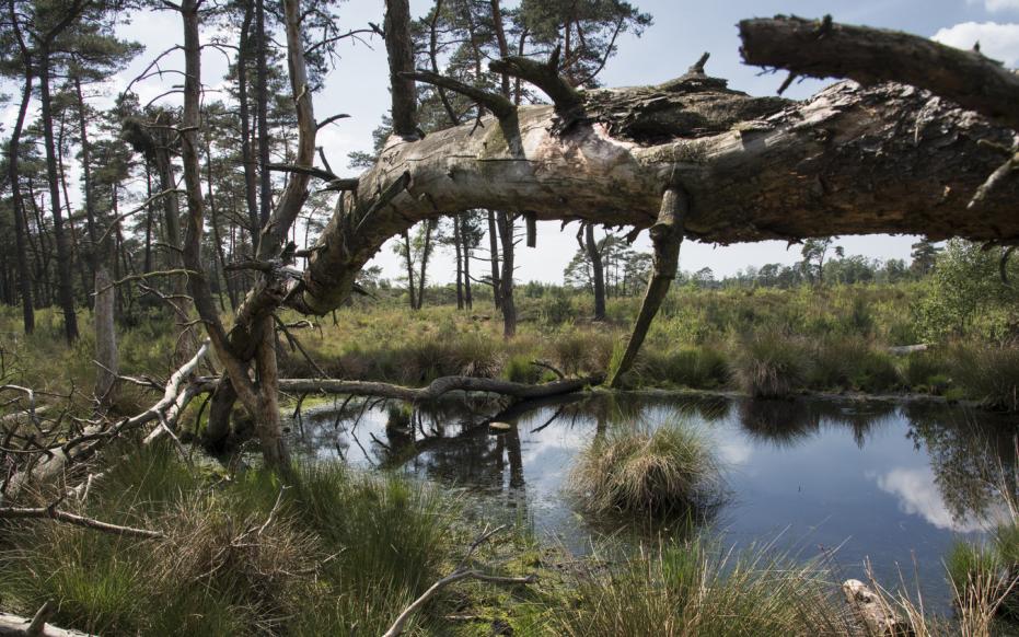 Kalmthoutse Heide, Kriekelareduinen (gemaakt door Ed Kil)