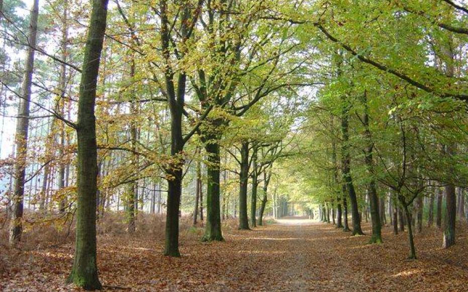Herfst in de Lembeekse Bossen