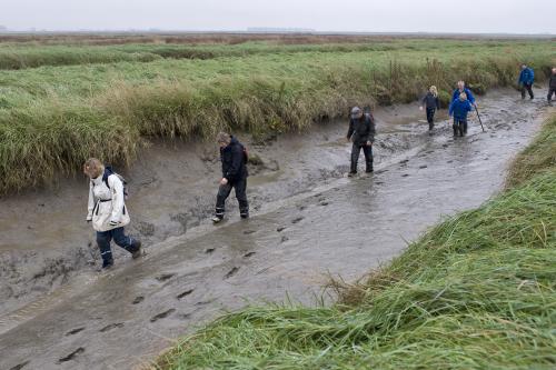 Bezoekers wandelen door de modder tijdens een excursie met gids door het Verdronken Land van Saeftinghe (Beeldbank Laat Zeeland Zien, Felice Buonadonna)