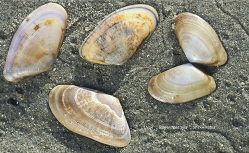 Foto van schelpen ©Misjel Decleer_Zaagjes_DonaxVittatus